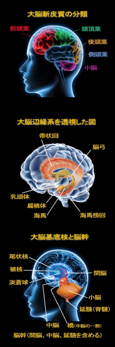 大脳 辺 縁 系